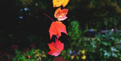 hand below a column of colored leaves