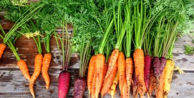 An image of colorful carrots on a wooden bench.