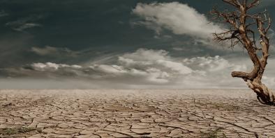 desert landscape with cracked soil and dead tree