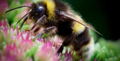 Honeybee on a flower.