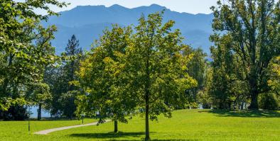 Trees, Grass and Mountains