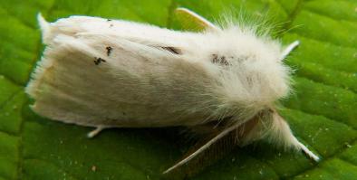 Brown Tail Moth