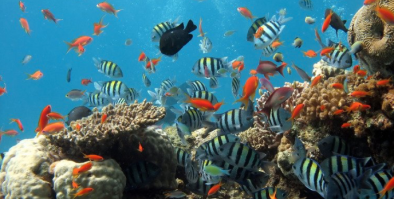 Image of an ocean habitat 