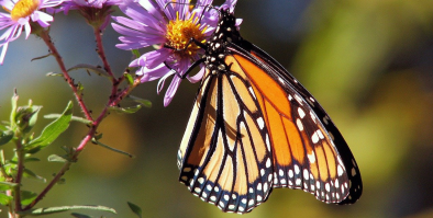 Monarch butterfly on purple flower.