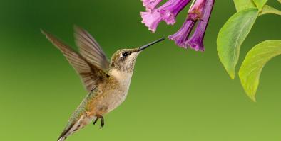 hummingbird near a flower