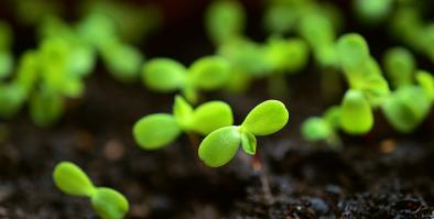 seedlings growing in a tray