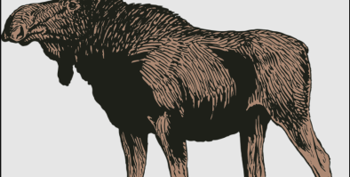 Moose