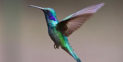 Hummingbird
