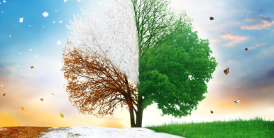 A tree divided into four parts.  Each part shows the tree in a different season. 
